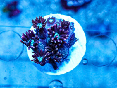 Spider Man Goni LPS Not Sps , Soft coral Mushroom Zoa Marine Frag