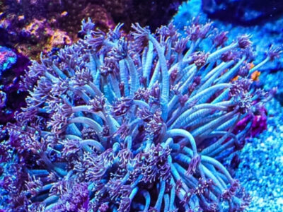 Spider Man Goni LPS Not Sps , Soft coral Mushroom Zoa Marine Frag