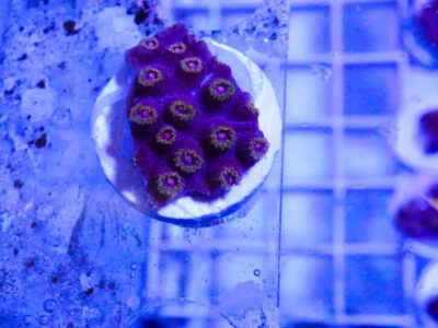 Bizarro Cyphastrea lps, not sps Soft coral Mushroom Zoa Marine Frag