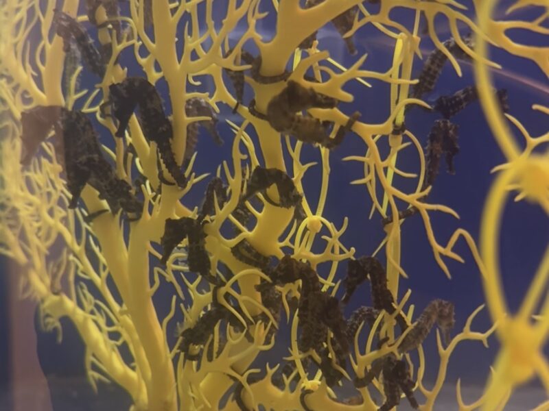 Hippocampus Erectus