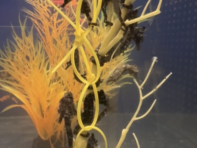 Hippocampus Erectus