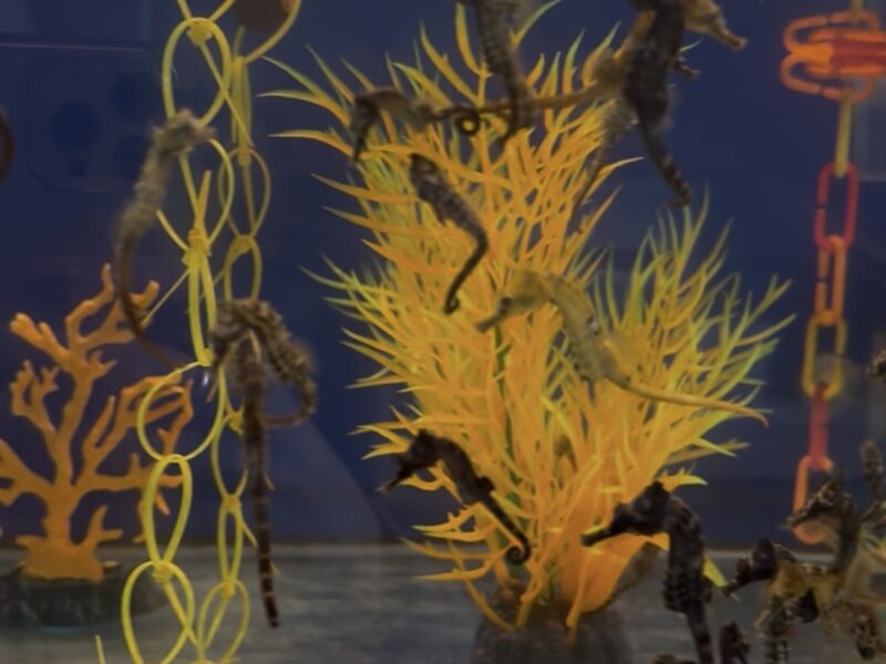 Hippocampus Erectus