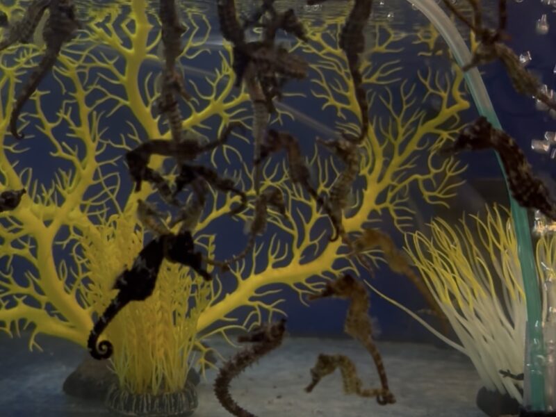 Hippocampus Erectus