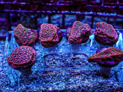 Tropic thunder monti marine coral frags sps not lps mushroom Zoa
