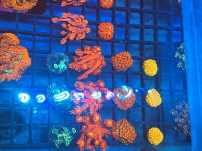 Iron man Goniapora frags
