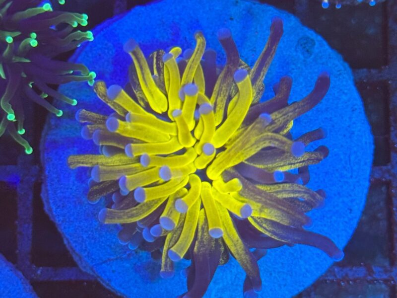Tiger torch