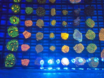 Fascination favia frags