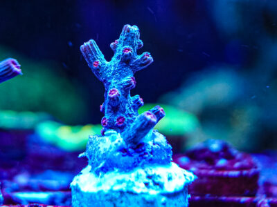 Branching Cyphastrea Decadia marine coral frag not soft Zoa mushroom