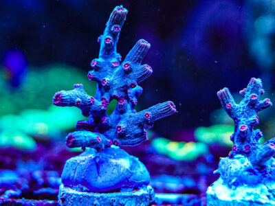 Branching Cyphastrea Decadia marine coral frag not soft Zoa mushroom
