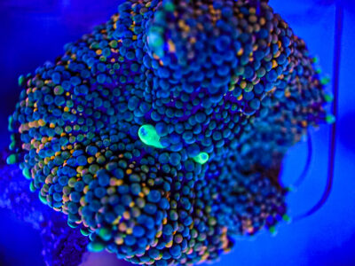 Florida Ricordea mushroom has Two mouths soft marine frag not sps lps