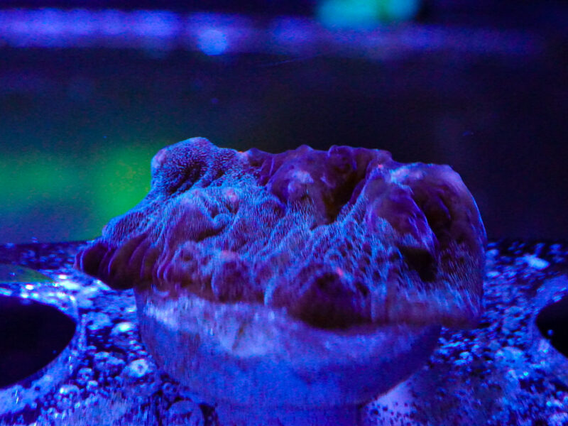Terminator Chalice marine Coral frags