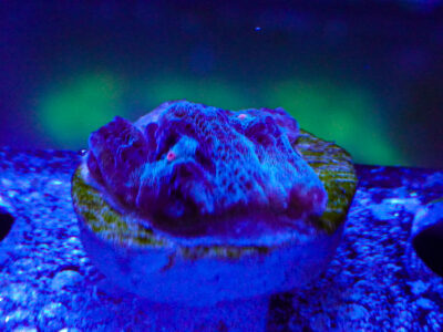 Terminator Chalice marine Coral frags