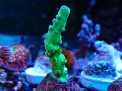 Bali Slimer acro SPS marine corals frags