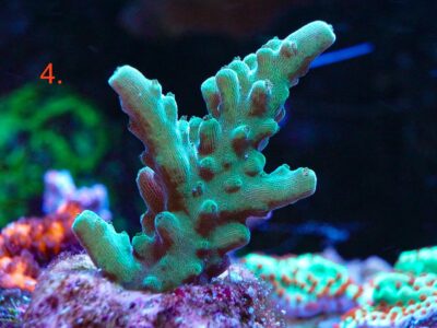 Bali Slimer acro SPS marine corals frags