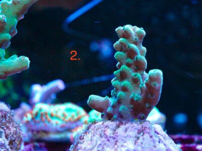 Bali Slimer acro SPS marine corals frags
