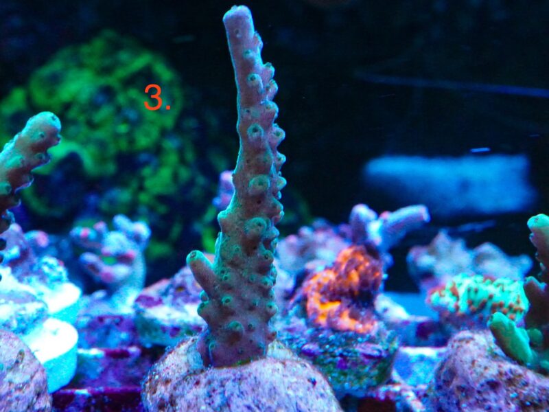 Bali Slimer acro SPS marine corals frags