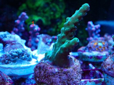Bali Slimer acro SPS marine corals frags