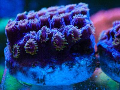 Bizarro Cyphastrea coral marine frag