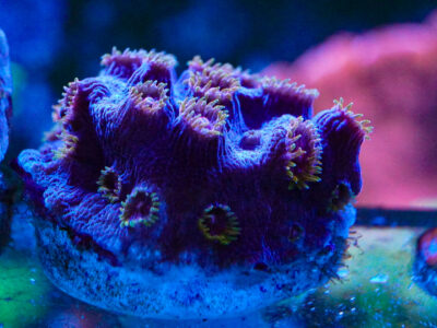 Bizarro Cyphastrea coral marine frag