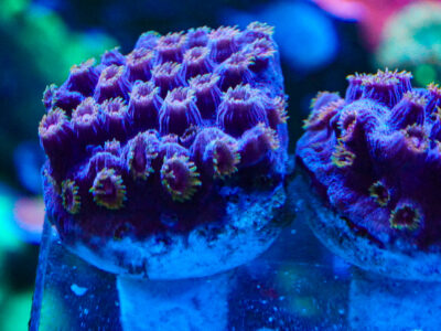 Bizarro Cyphastrea coral marine frag