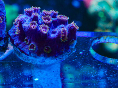 Bizarro Cyphastrea coral marine frag