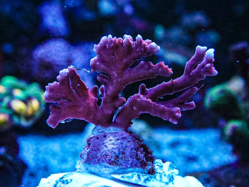 TNT acropora sps marine coral frag