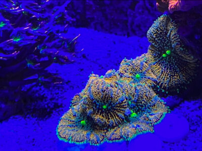 Florida Ricordea mushroom has Two mouths soft marine frag not sps lps