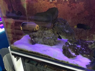 HOLLY GRAIL OF ANGELFISH Chaetodontoplus conspicillatus Poma labs captive breed fish.