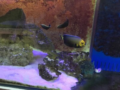 HOLLY GRAIL OF ANGELFISH Chaetodontoplus conspicillatus Poma labs captive breed fish.