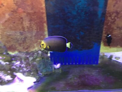 HOLLY GRAIL OF ANGELFISH Chaetodontoplus conspicillatus Poma labs captive breed fish.