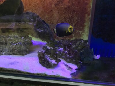 HOLLY GRAIL OF ANGELFISH Chaetodontoplus conspicillatus Poma labs captive breed fish.