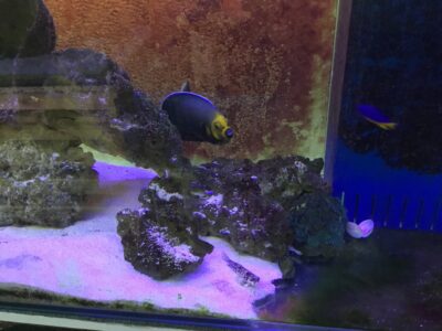 HOLLY GRAIL OF ANGELFISH Chaetodontoplus conspicillatus Poma labs captive breed fish.