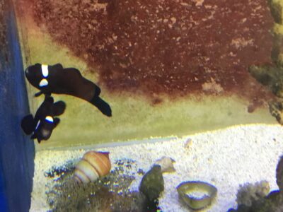 DOMINO CLOWNS MATCH MATED PAIR