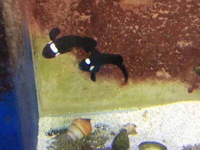 DOMINO CLOWNS MATCH MATED PAIR