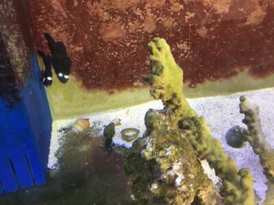 DOMINO CLOWNS MATCH MATED PAIR