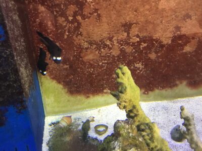 DOMINO CLOWNS MATCH MATED PAIR