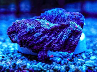 Terminator Chalice marine Coral frags