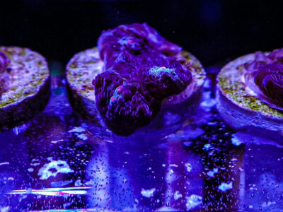 Terminator Chalice marine Coral frags