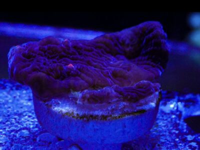 Terminator Chalice marine Coral frags