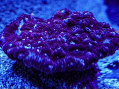 Terminator Chalice marine Coral frags