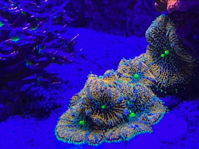Florida Ricordea Mushrooms Marine coral frag not sps LPs or zoa