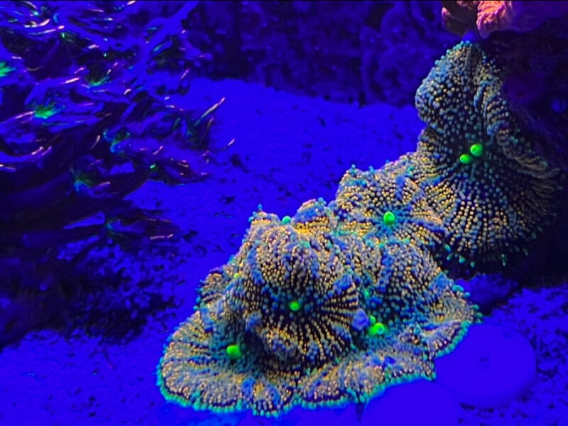 Florida Ricordea Mushrooms Marine coral frag not sps LPs or zoa