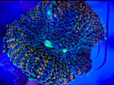 Florida Ricordea Mushrooms Marine coral frag not sps LPs or zoa