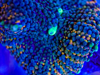 Florida Ricordea Mushrooms Marine coral frag not sps LPs or zoa