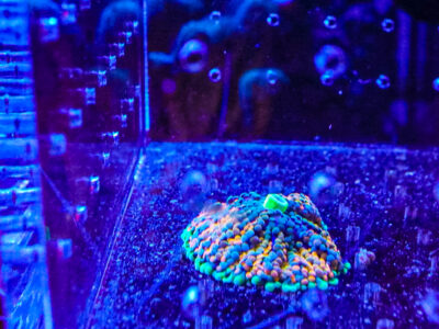 Florida Ricordea Mushrooms Marine coral frag not sps LPs or zoa