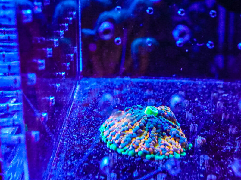 Florida Ricordea Mushrooms Marine coral frag not sps LPs or zoa