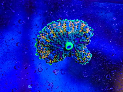 Florida Ricordea Mushrooms Marine coral frag not sps LPs or zoa