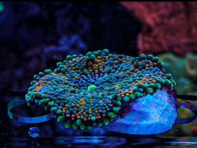 Florida Ricordea Mushrooms Marine coral frag not sps LPs or zoa