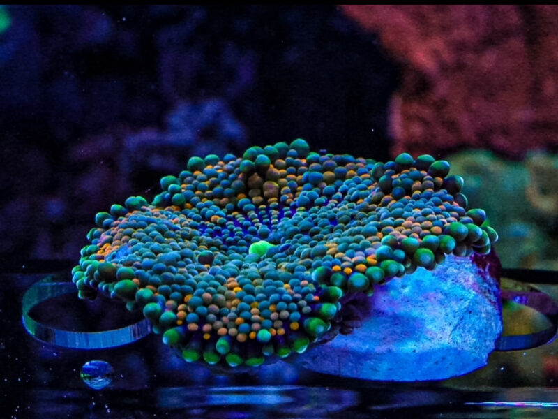 Florida Ricordea Mushrooms Marine coral frag not sps LPs or zoa