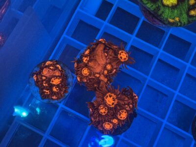 Iron man Goniapora frags